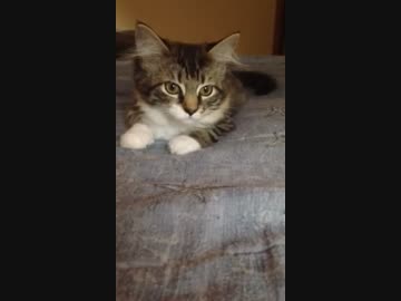 これが本来の猫耳の動きよ！！