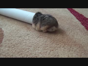 あなたハムスターですよね？( ﾟДﾟ)