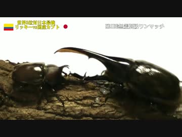 【最強カブト最強クワガタ】KRIDE.33【正面激突】
