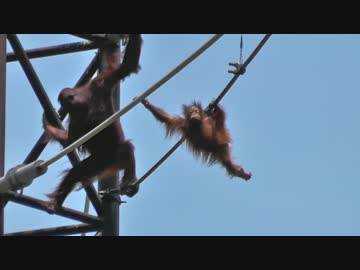 オランウータン親子のスカイウォーク