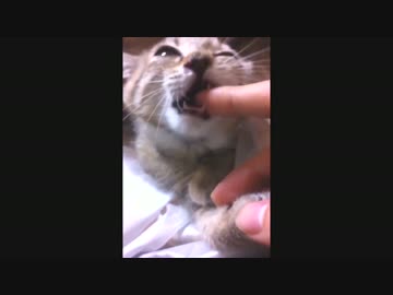 【野良にゃん】我が家に猫がやってきた.その5【アマガミ編】