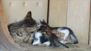 廃屋で子育てする猫