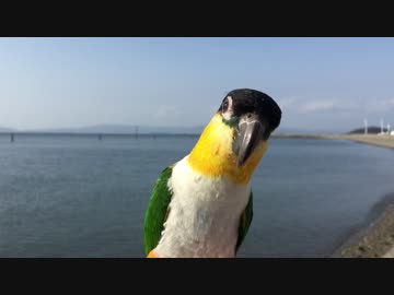 トコトコついてくるインコと散歩してみた