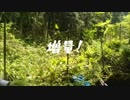 山葵作りに挑戦1年目　その4