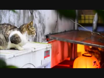 仕事辞めて世界一周してくる part01 台湾編