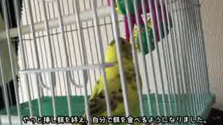 おもちゃで遊ぶセキセイインコのからし