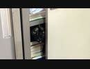 【猫旅】　戸棚のあずき　【旅猫】