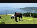 都井岬の野生馬　