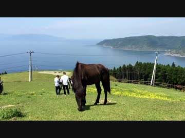 都井岬の野生馬　