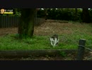 ミニサバシロがやってくる