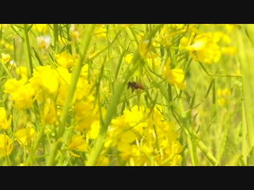 ST250 春のツーリング