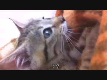 【野良にゃん】我が家に猫がやってきた.その6【ふにふに編】