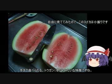 ゆっくり農民31スイカを育ててみませんか？