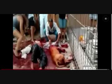 【閲覧注意】飼い犬に飼い主が噛まれる【ピットブル】