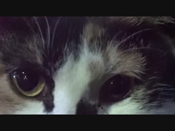 夕闇の猫たちを覗いてみた