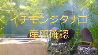 【飼育】速報第二弾！！イチモンジタナゴ産卵確認！！