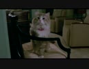 メン・イン・キャット　予告編【傲慢社長が猫に!!】