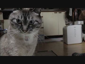 黒猫が家にやってきた！【その２８】なつみちゃんの事とジャンくんの事