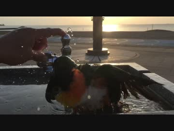 どうしても水浴びしたいインコ
