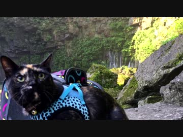 【猫旅】　あずきと滝　【旅猫】