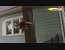 犬を攻撃する淫夢くん