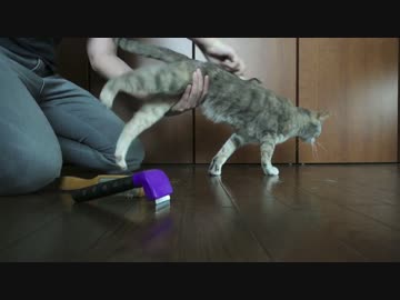 【モアクリ】 モフモフブラッシング