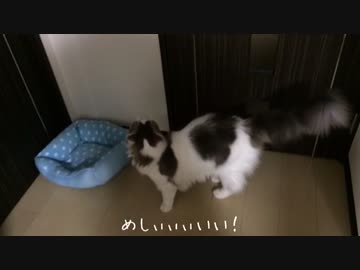 爆発する食欲、おねだりはドア越しの飼い主へ