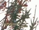 塩まさる『九段の母』北京語版６…郭金発「天涯何処無芳草」