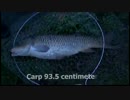 【berutan】　Carp　93.5cm 2016.5.4 in Ibaraki