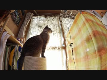 黒猫が家にやってきた！【その 30】やっぱりジャンくんの恋なのか？