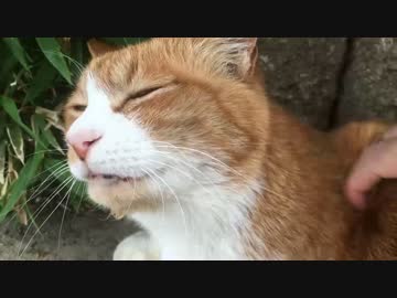 【やや閲覧注意】マッサージで恍惚とする猫