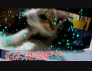 バンザイ寝野良猫アイとドラクエ風に対戦する！