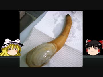 【ゆっくり雑学解説】vol.2「年齢」