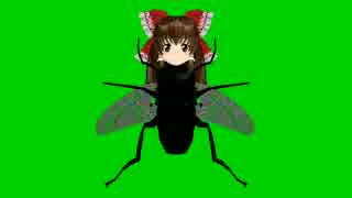 ドウスレバエＧＢ.fly