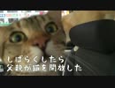 【ティガロビ生活記】車の中でくつろぐ猫ズ