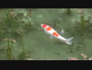 【絶景!!　SNSで話題になった池に行ってきた】