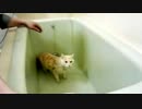 お風呂で猫を洗う。