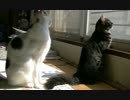 猫の日常32　～ぷち太　まる偏～