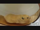 回し車が楽しくなった我が家のハムスター