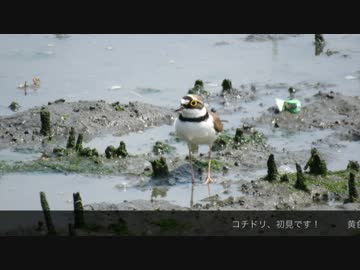 【鳥さんぽ】コチドリ【東京港野鳥公園】