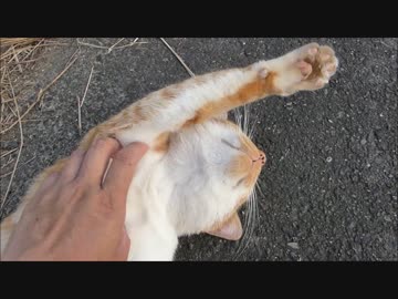 やたら人懐こい野良猫に遭遇