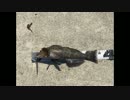 休日は魚釣りに出かけよう Part33