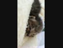 猫と戯れる 特別編 ガチな仔猫を保護しました②