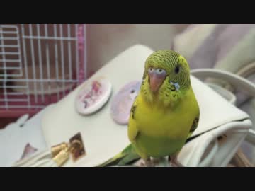 セキセイインコと愉快なハムスター達