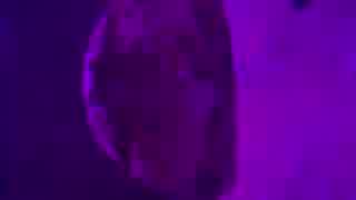 メガネカラッパのアサリ割り
