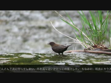 【鳥さんぽ】カワガラス【岐阜県下呂市】