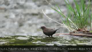 【鳥さんぽ】カワガラス【岐阜県下呂市】