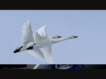 狛犬GSR250S緩々旅～下越ベース2016～日本海沿岸を北上せよ！