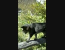 お散歩＾愛猫あめちゃん