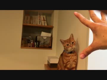 【アメショ】手をパーにして近づけると…